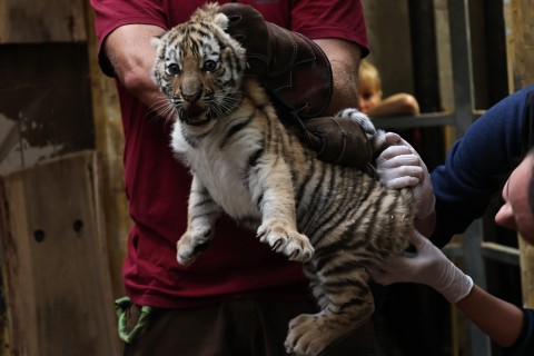 Erfolgreiche Gesundheitsvorsorge und Geschlechterbestimmung bei Tigernachwuchs im Zoo