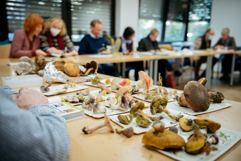 Auf Pilzsuche mit der Artenakademie