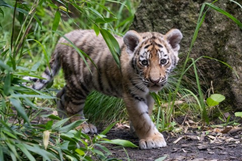 Vier Sibirische Tigerjunge im Allwetterzoo Münster