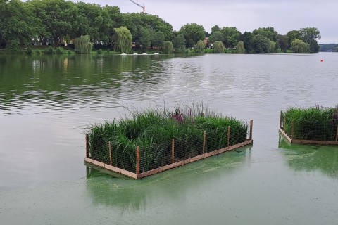 Erhöhte Blaualgen-Konzentration im Aasee