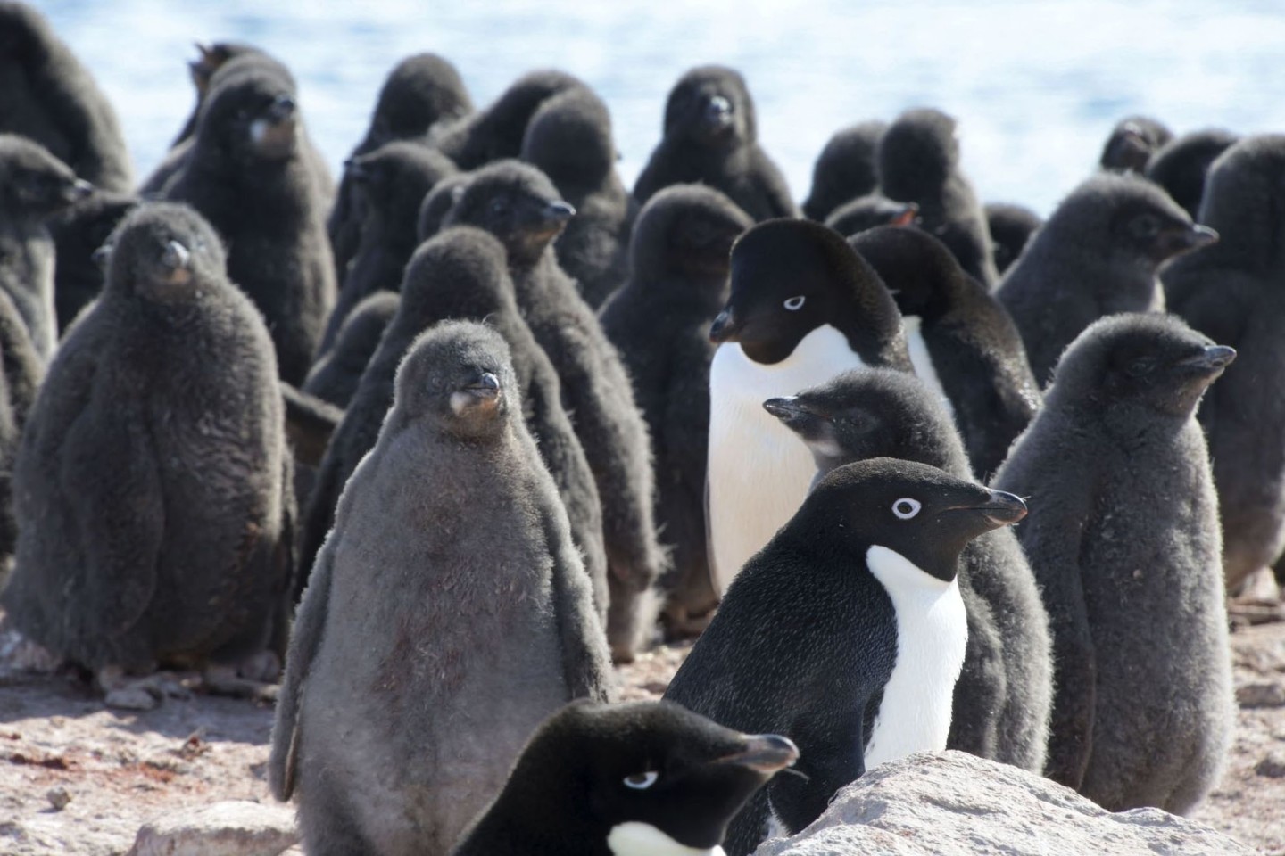 Adeliepinguine und ihr Nachwuchs.