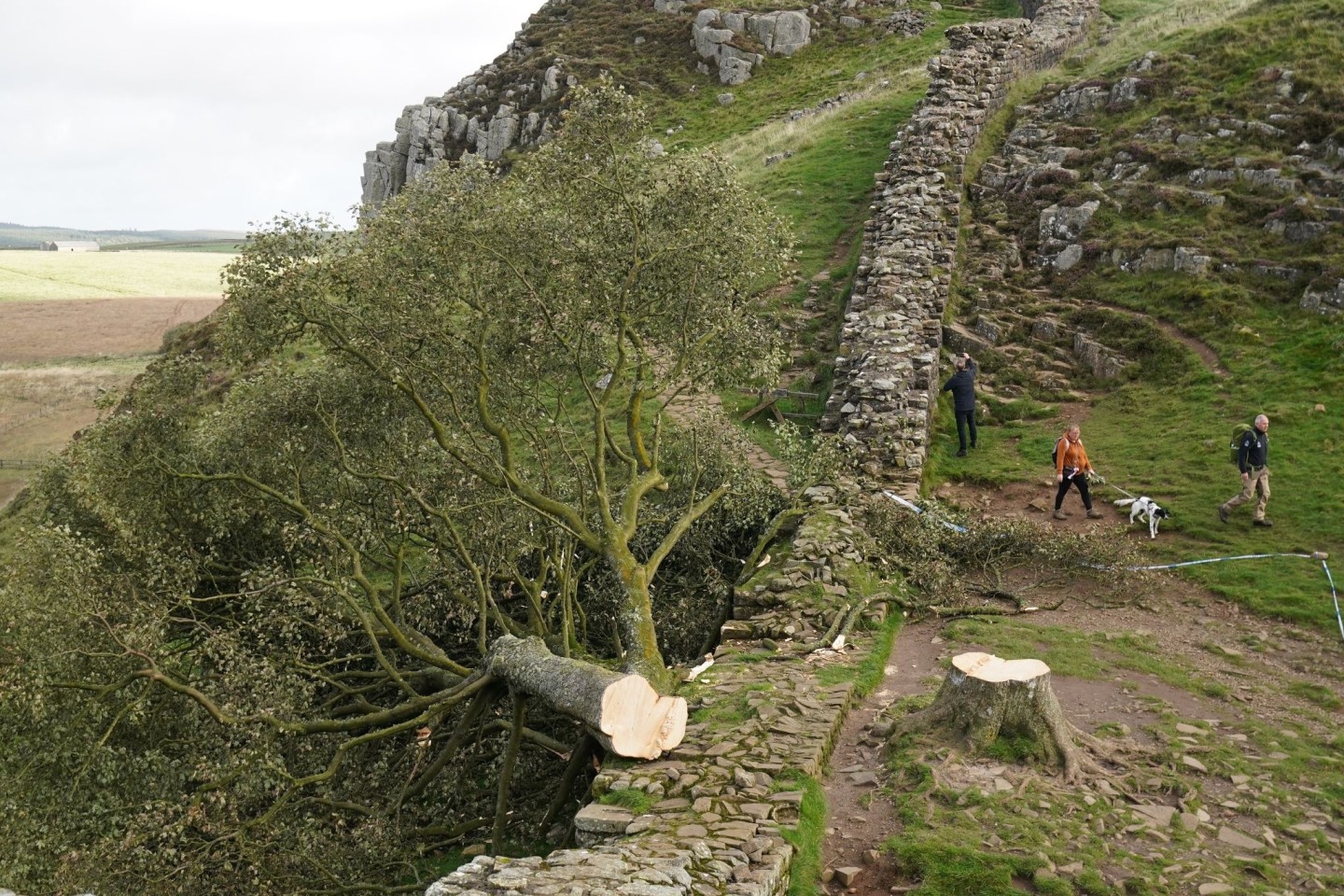 Der illegal gefällte Berg-Ahorn-Baum («Sycamore Tree») am Hadrianswall in Northumberland. Der Vorfall hatte in Großbritannien große Betroffenheit ausgelöst.