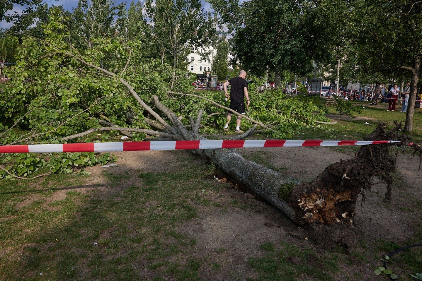 Die umgestürzte Pappel liegt im Berliner Mauerpark. Die Feuerwehr war eigenen Angaben zufolge mit 55 Einsatzkräften unterwegs.