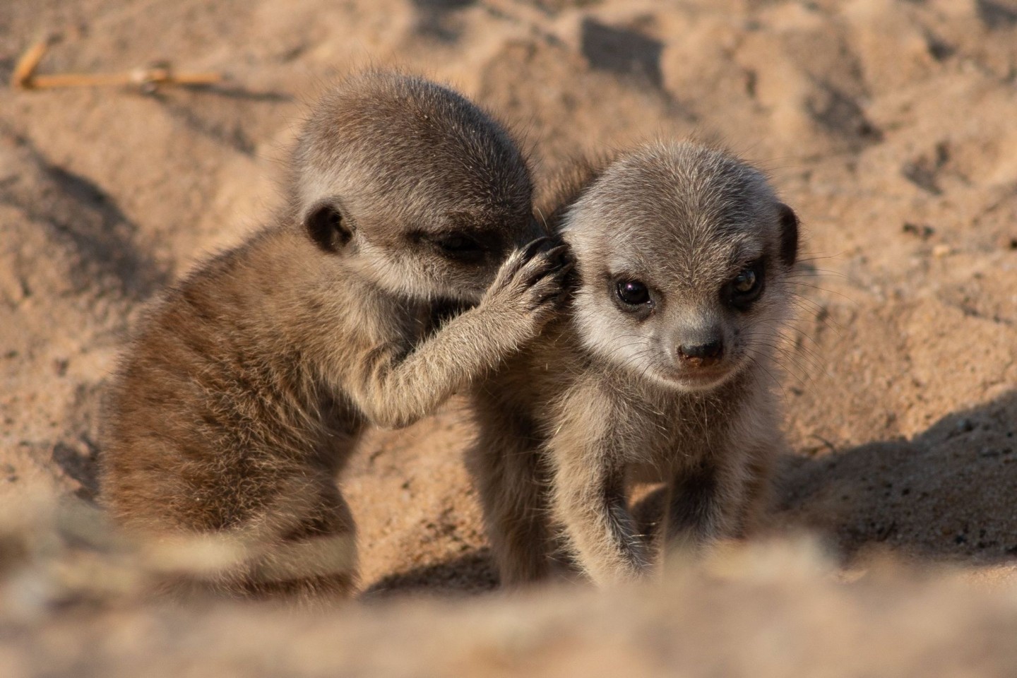 Erdmännchen leben in trockenen Regionen des südlichen Afrikas.