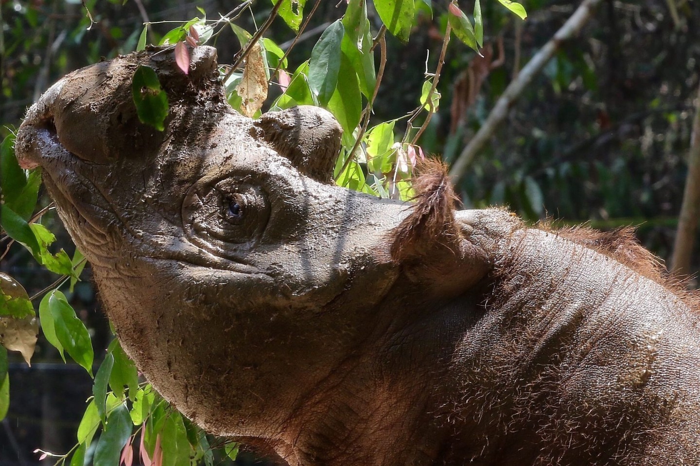 Das Sumatra-Nashorn ist die kleinste der fünf weltweit existierenden Nashorn-Arten.