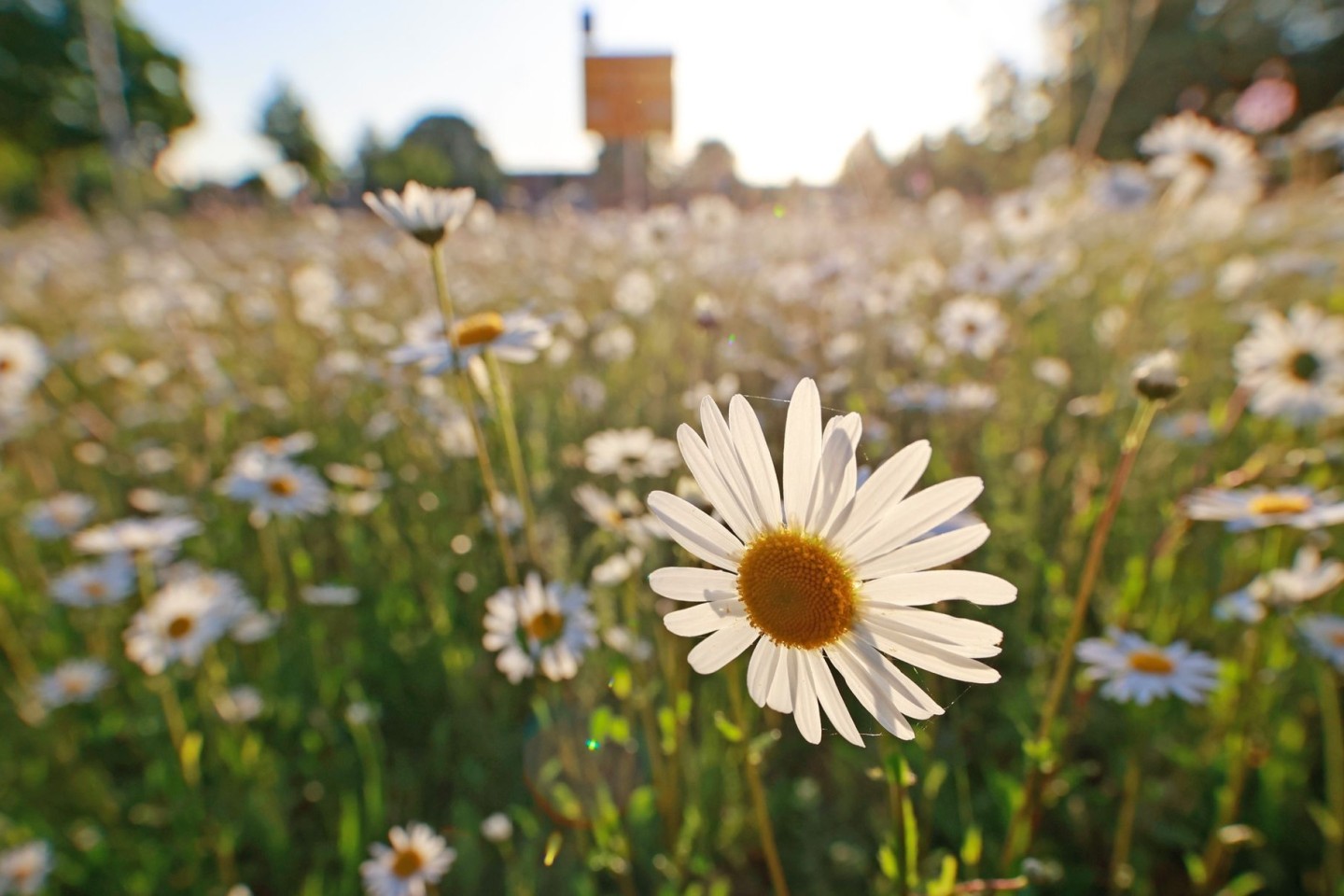 Mehr Sonne, mehr Grad: Der Frühsommer erreicht das Bundesgebiet.