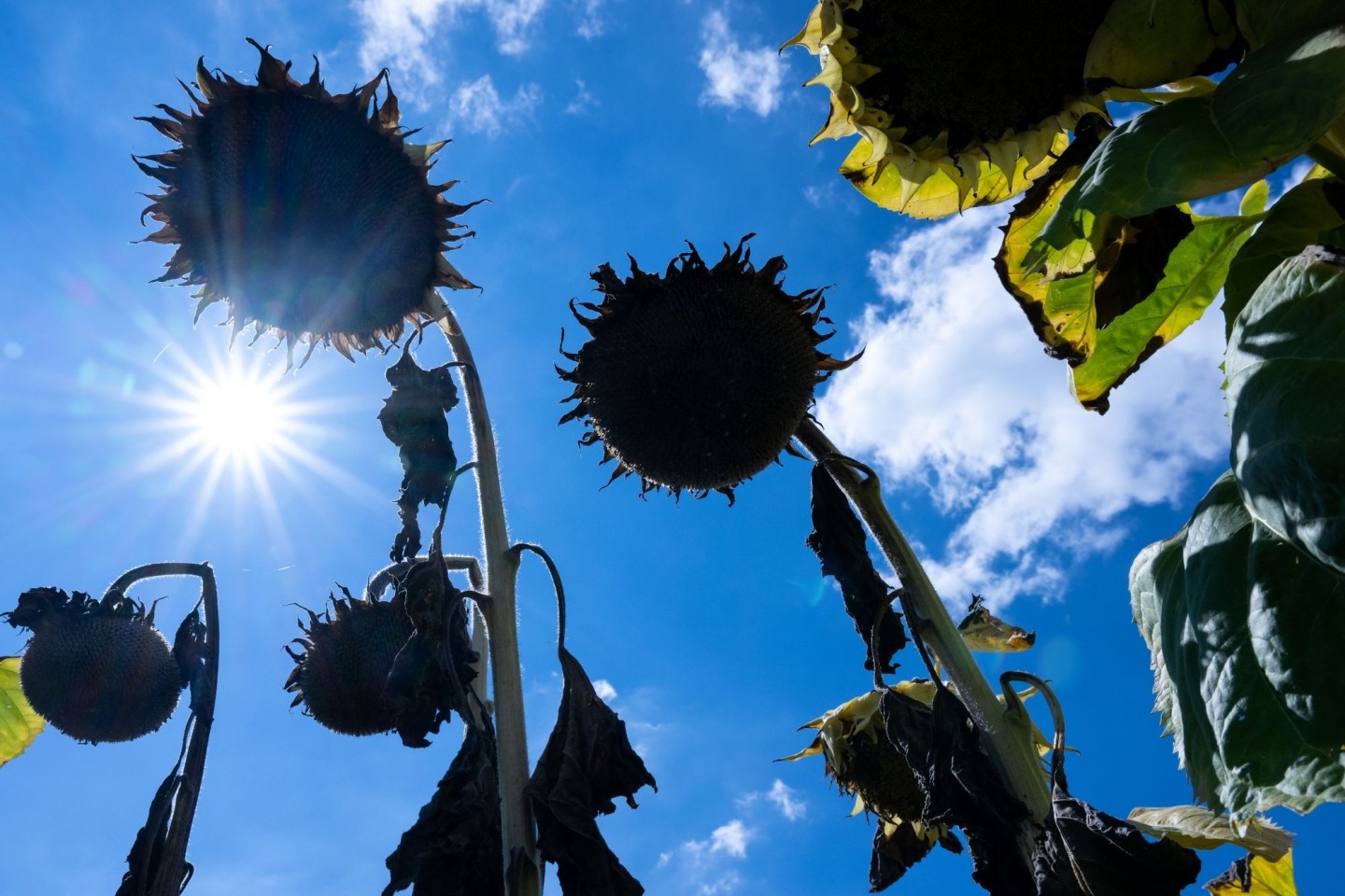 Die vom Menschen verursachte Erderwärmung erreicht bereits ein Plus von 1,14 Grad Celsius.