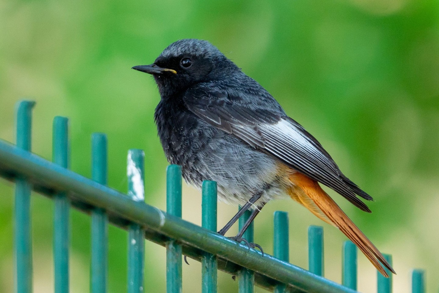 Hausrotschwanze (Phoenicurus ochruros) lieben höhergelegene Orte wie Baumkronen, Dachgiebel oder Mauern.