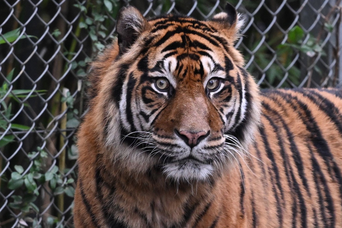 Sumatra-Tiger sind vom Aussterben bedroht. (Archivbild)