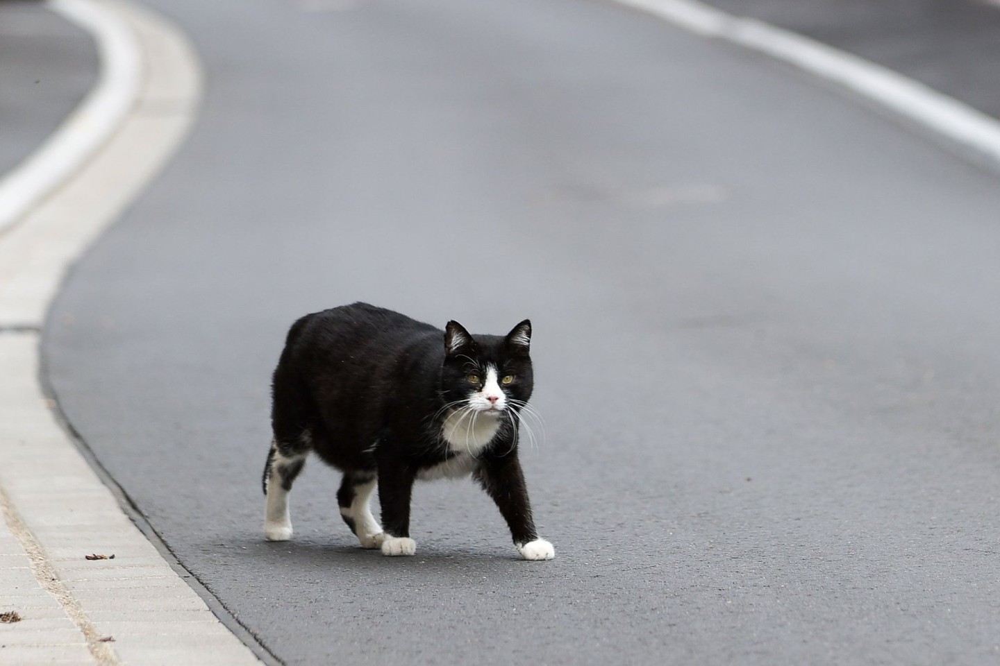 Der Landkreis Kelheim hat den «Katzennotstand» ausgerufen (Symbolbild).