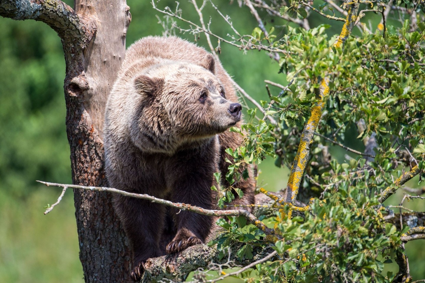 Ein Braunbär im Gehege im Wildpark Poing. (Symbolbild)