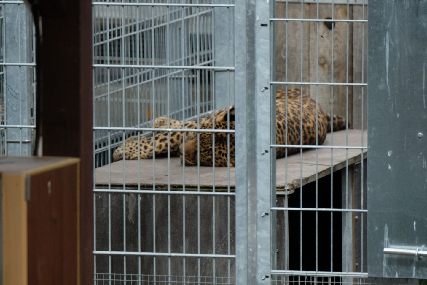 Leopard in einem Gehege: In der Slowakei werden Raubkatzen auch in kleinen Privatzoos gehalten. (Symbolbild)