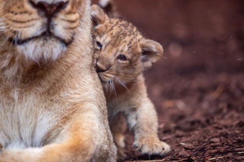 Löwenbaby im Schweriner Zoo heißt Santosh