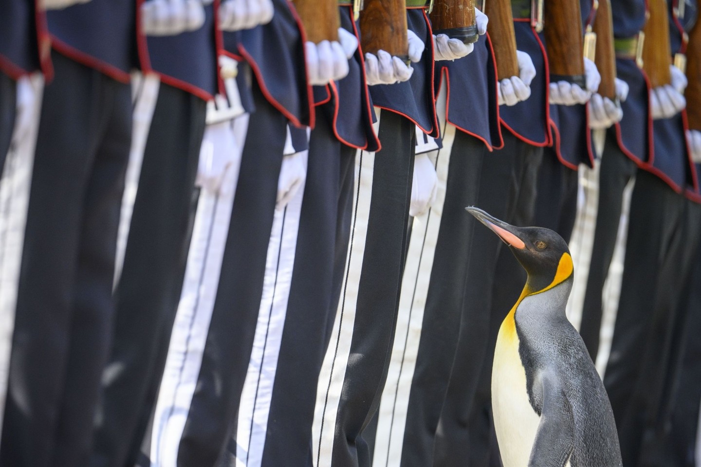 Königspinguin Sir Nils Olav inspiziert eine Ehrengarde bei seiner Beförderung in seinen neuen Rang.