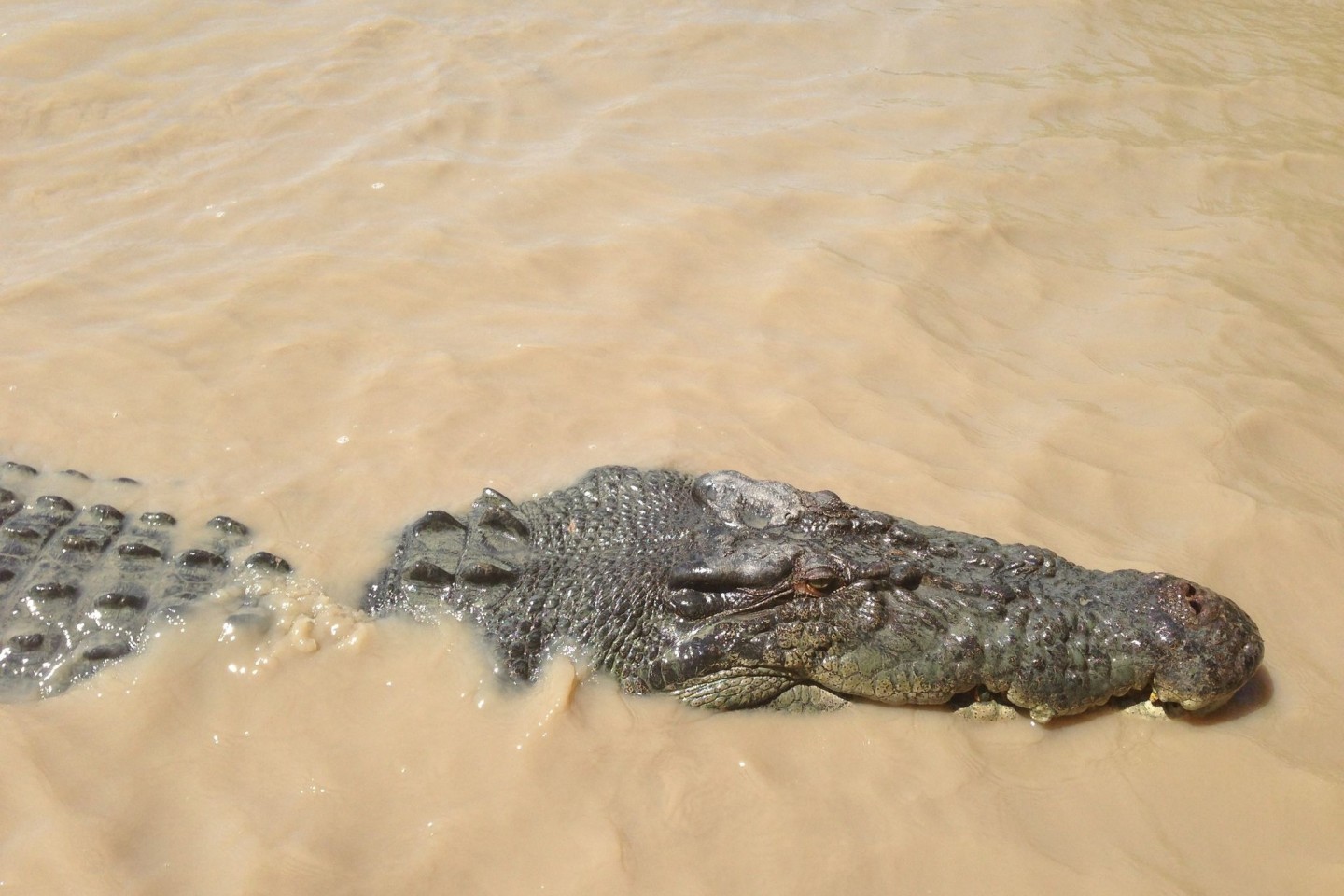 Vom Angreifer zum Festessen: Über Monate lauert ein Krokodil Einwohnern einer australischen Aborigine-Gemeinde auf. Bis sich die Menschen wehren. (Symbolbild)