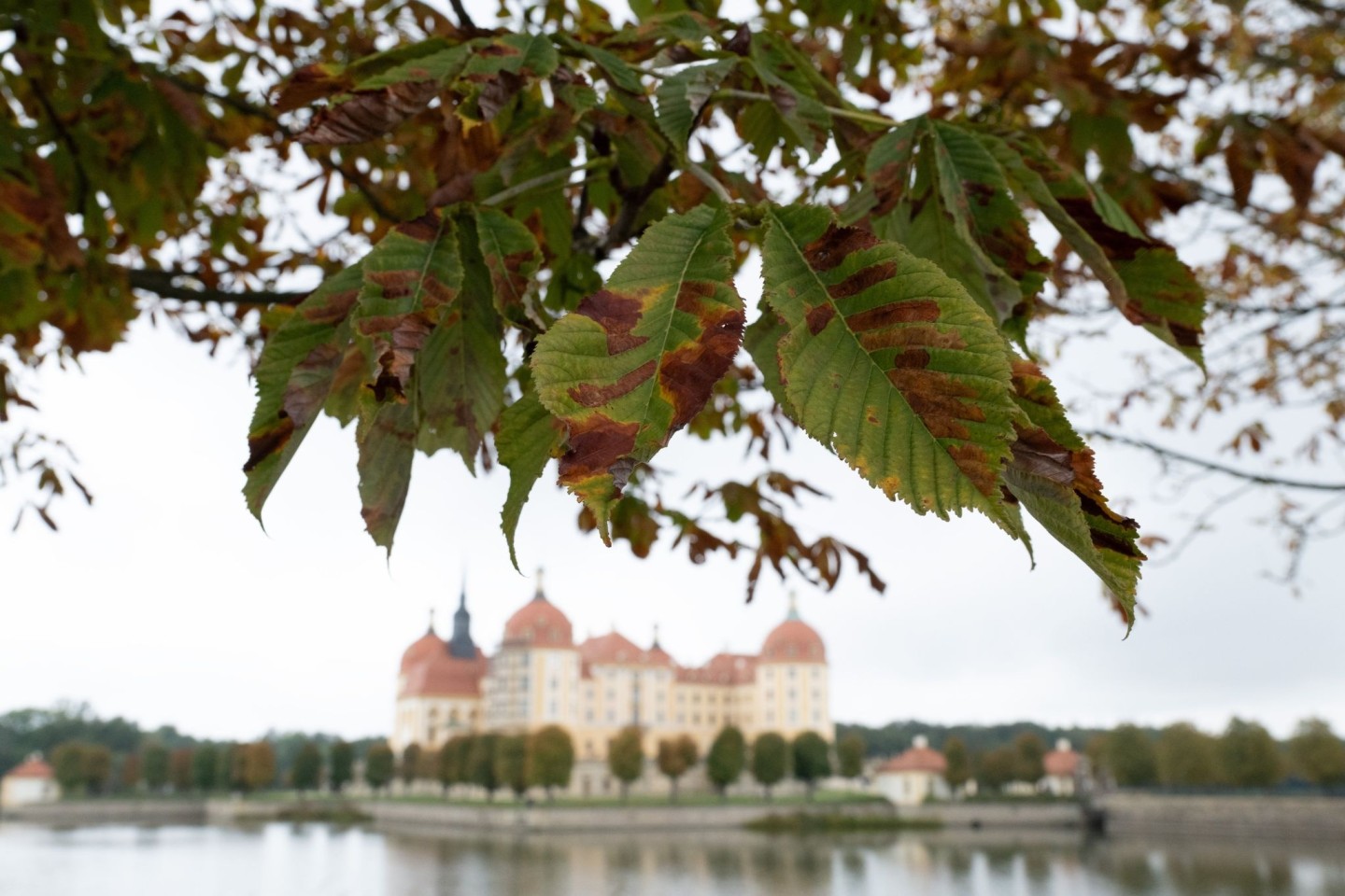 Herbst am Schloss Moritzburg nahe Dresden.