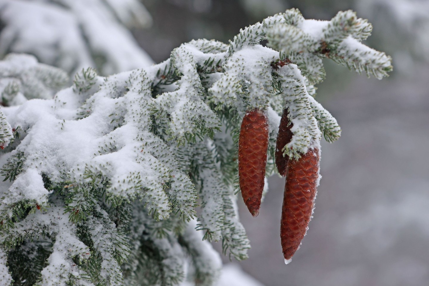 Fichtenzapfen hängen an einer mit Schnee bedeckten Fichte auf dem Brocken.