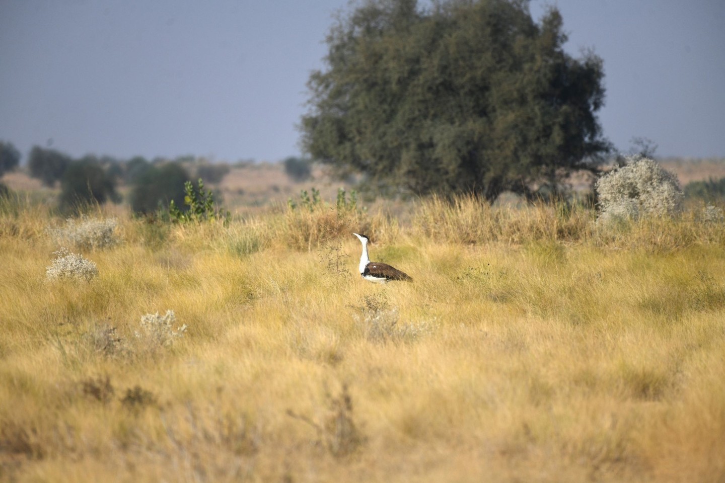 Seltenheit: Laut WWF gibt es nur noch rund 200 Hindutrappen.