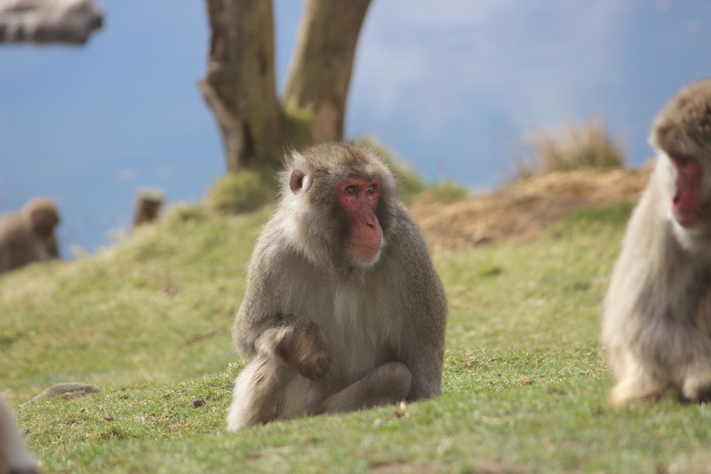 Japanmakaken (Macaca fuscata) im Highland Wildlife Park. Ein ausgebüxter Affe sorgt in den schottischen Highlands für Aufregung.