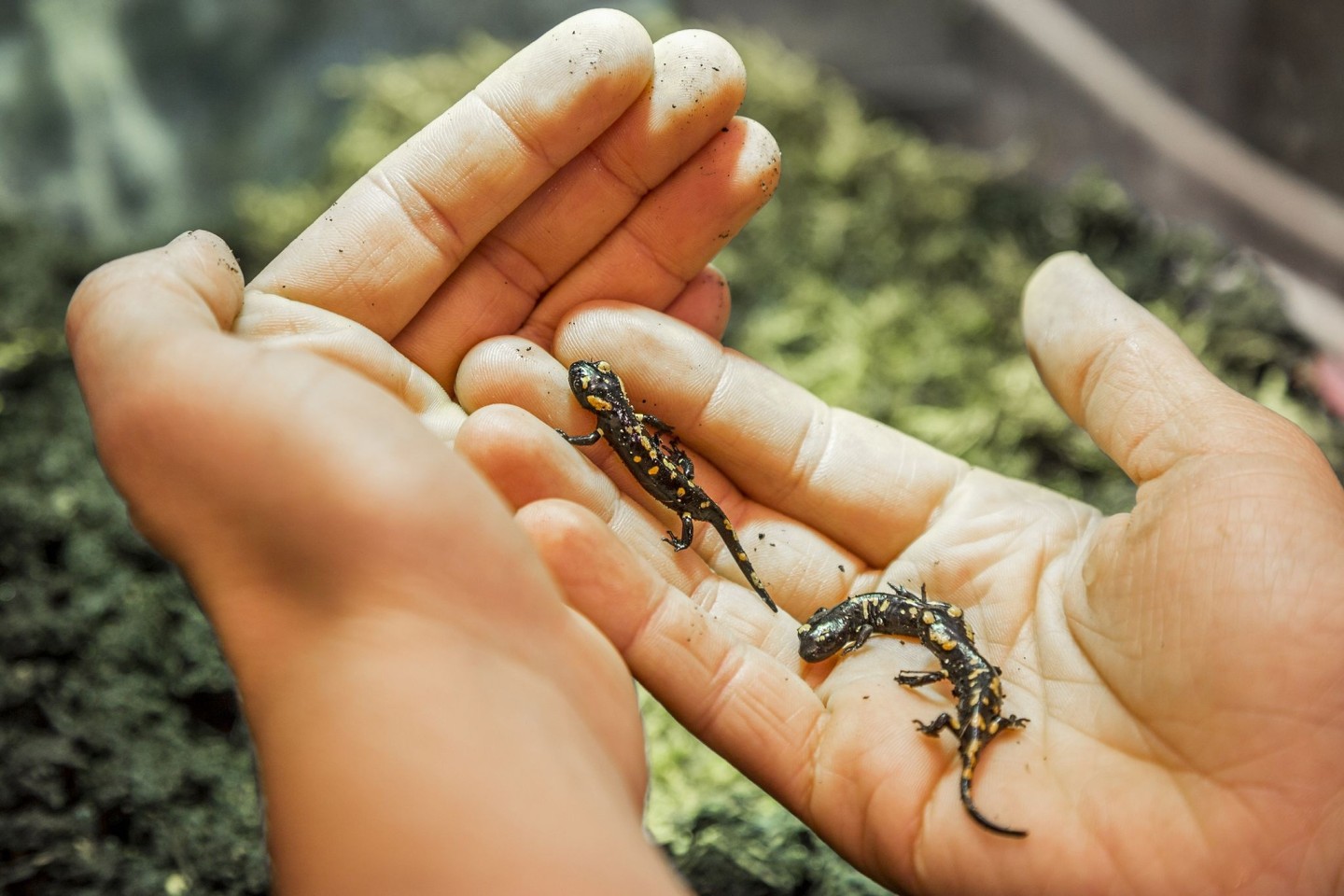 Der Feuersalamander-Nachwuchs wird ausgewildert.