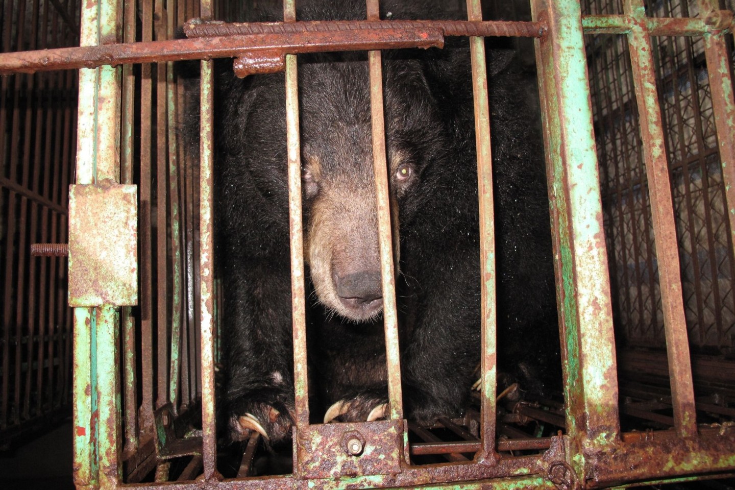 Gefangen: Ein asiatischer Schwarzbär in einem engen Metallkäfig auf einer Bärengallefarm.