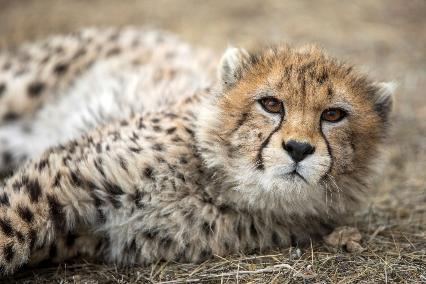 Ein Gepardenjunges im Pardisan-Park. Der Asiatische Gepard ist vom Aussterben bedroht.