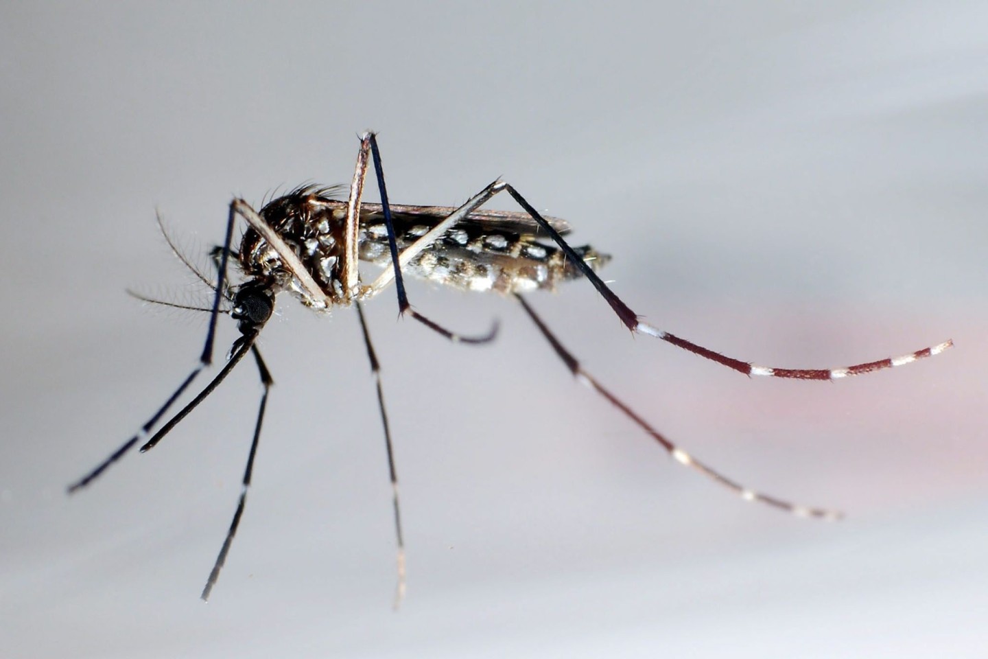 Stechmücken der Art «Aedes aegypti» - auch Gelbfiebermücken genannt - können den Erreger übertragen, der das Denguefieber auslöst.