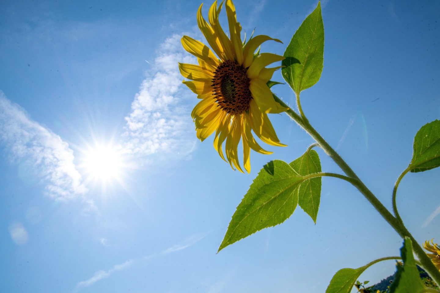 Die Sonne soll sich in den kommenden Tagen öfter zeigen. (Archivbild)