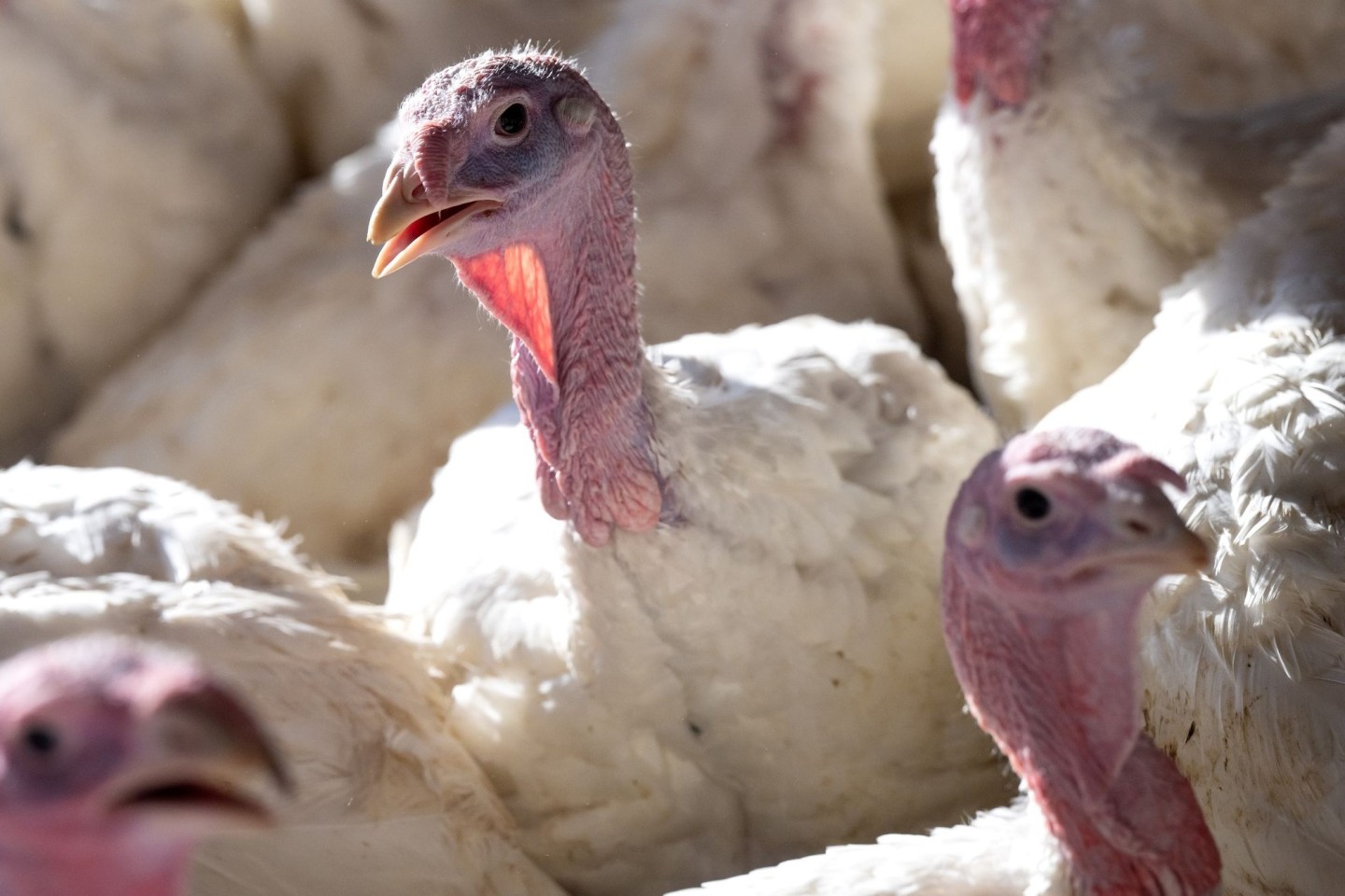 Bei der Vogelgrippe hat sich in den zurückliegenden Jahren ein Ausnahmezustand als neues Normal etabliert.