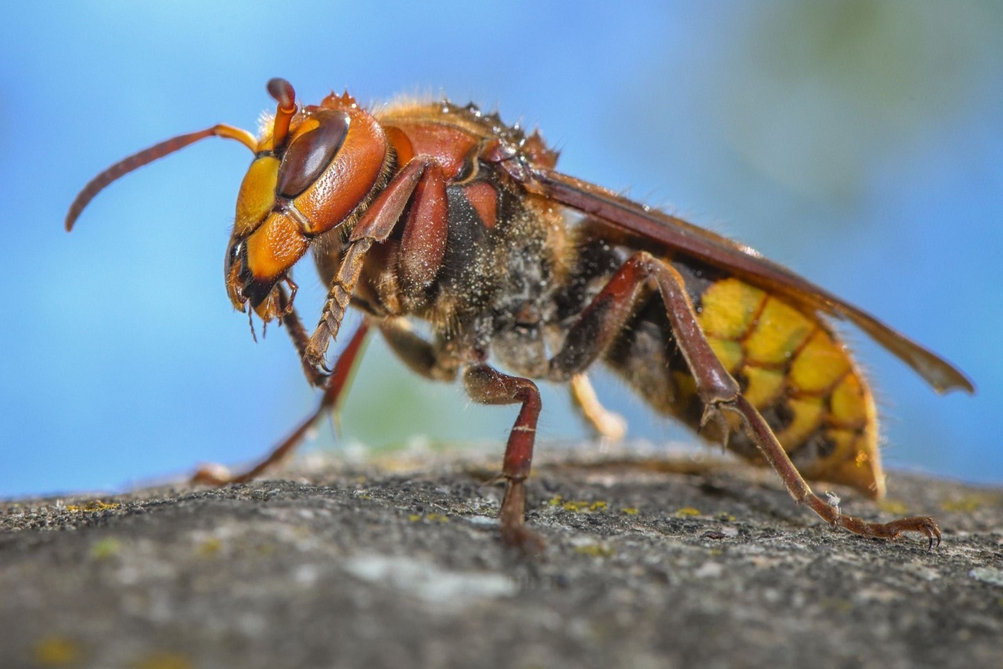 «Die ausgewachsenen Hornissen sind Vegetarier. Sie ernähren sich von Nektar und Pflanzensäften»: Eine Hornisse (Vespa crabro).